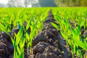 Климатически-оптимизированное сельское хозяйство
